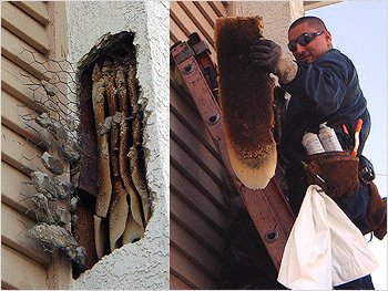 The Bee Man Returneth...